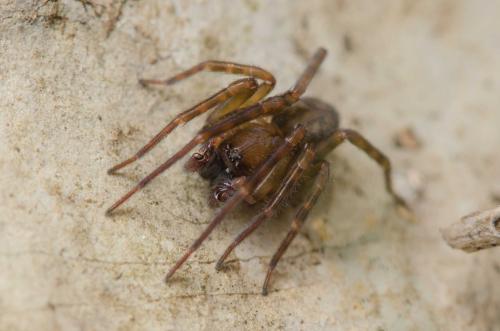 Réf. 298 860 : Amaurobius erberi